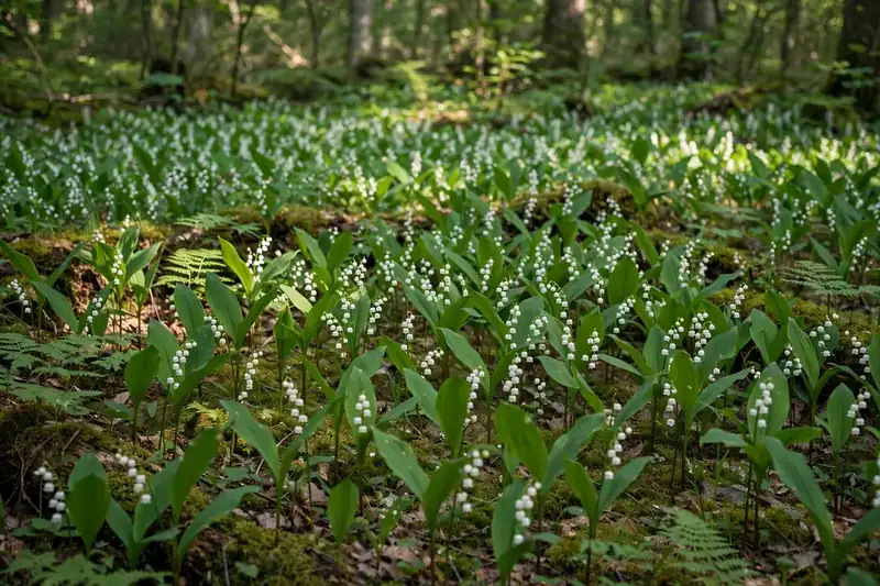 Lily of the valley meaning forest - white bell flowers carpeting woodland floor